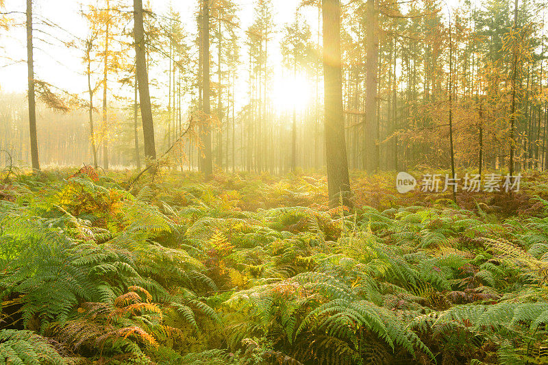 在一个美丽的秋日，松树和蕨类植物在森林里