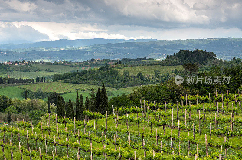 意大利托斯卡纳的风景。美丽wineyard农村