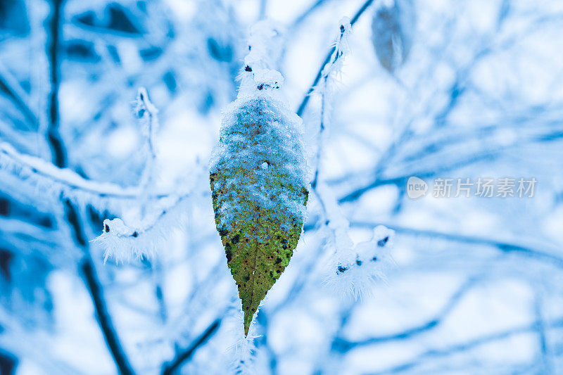 树枝上有雪的叶子