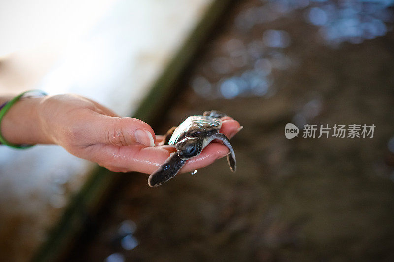 手握小海龟