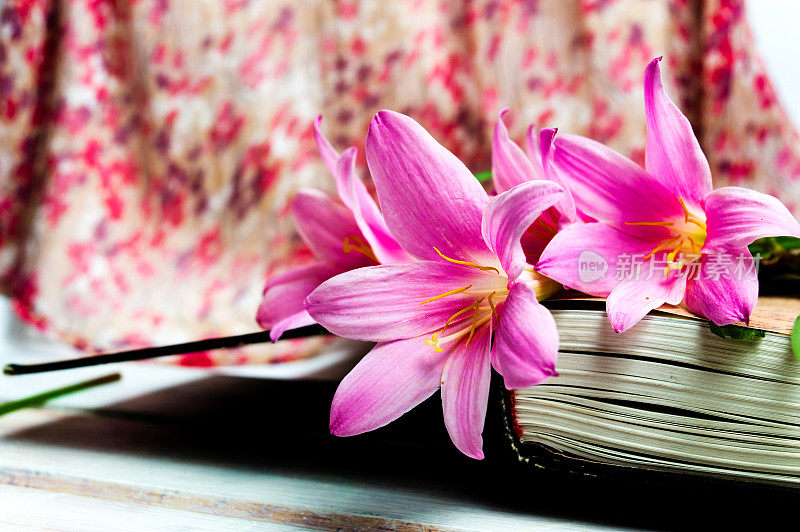 粉红色的百合花在一本书上