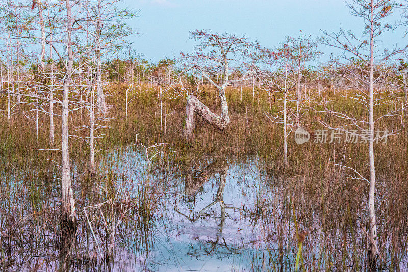 美国佛罗里达州的大沼泽国家公园矮柏树