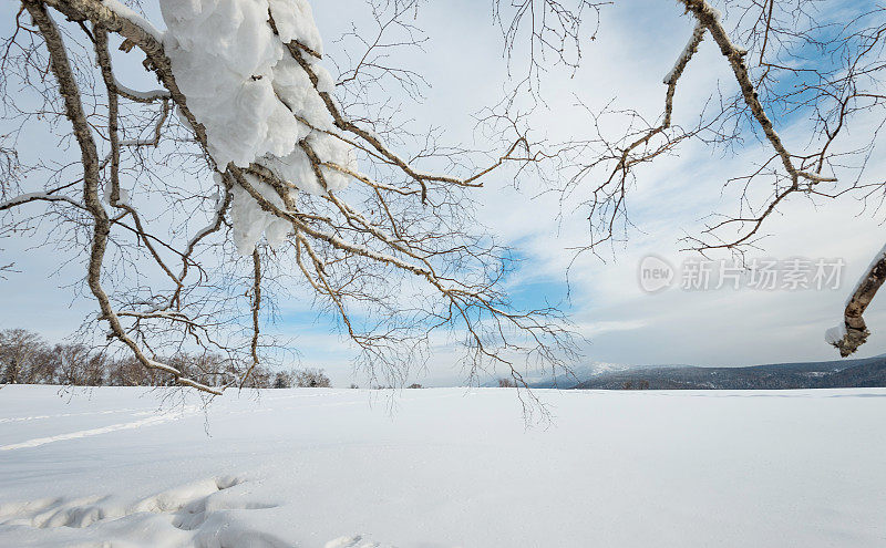 山上的树枝覆盖着雪