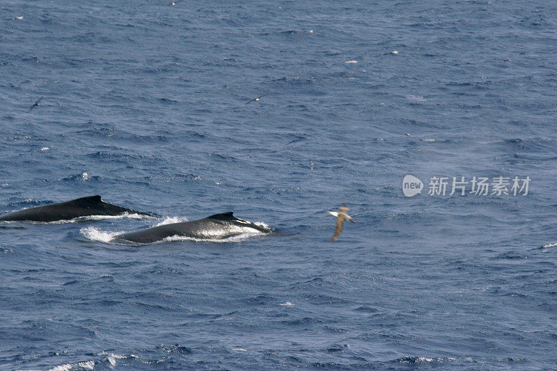 座头鲸游泳尼科港冰山安福特湾南极洲