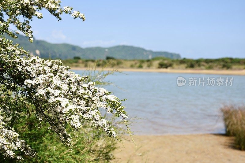 卡努卡（昆泽亚埃里诺德）茶树