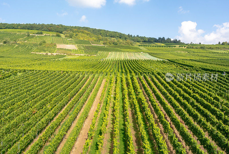 葡萄园在低森林纪念碑纪念碑Rüdesheim，德国