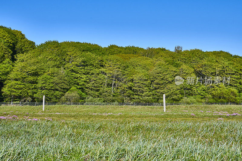 丹麦森林和海岸附近的草地