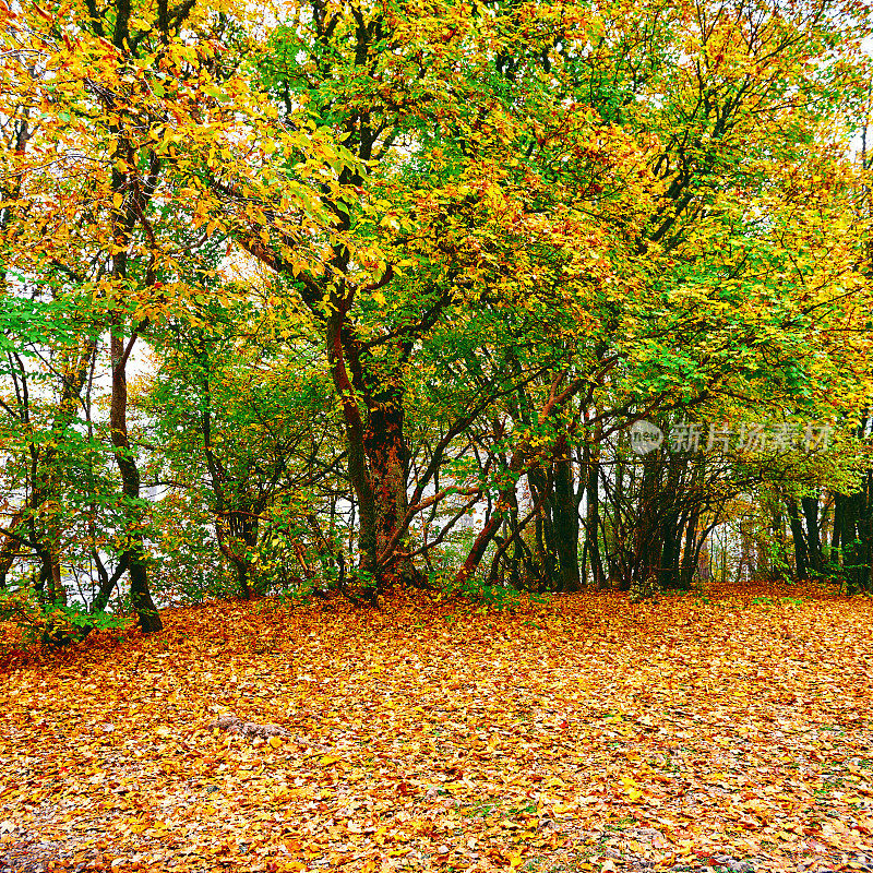 秋天绿树黄树，克里米亚