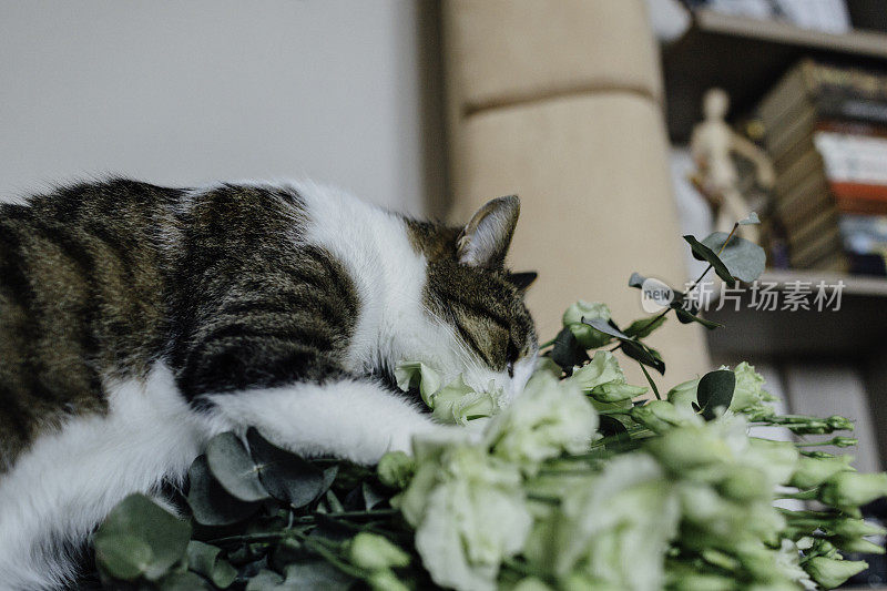猫闻着一束花