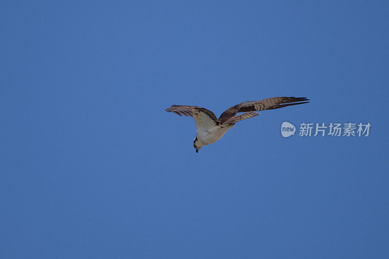 在科罗拉多，鱼鹰在水的旁边和上面飞行