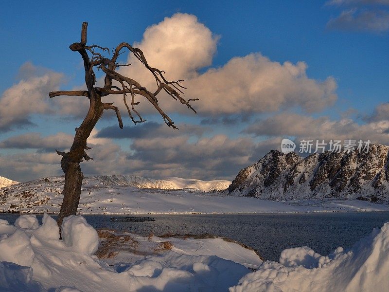 冬天峡湾上的枯树