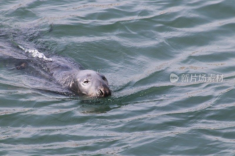 港海豹游泳