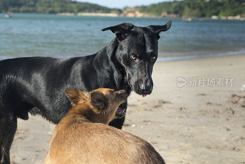 两只狗在海滩上互相玩耍的特写