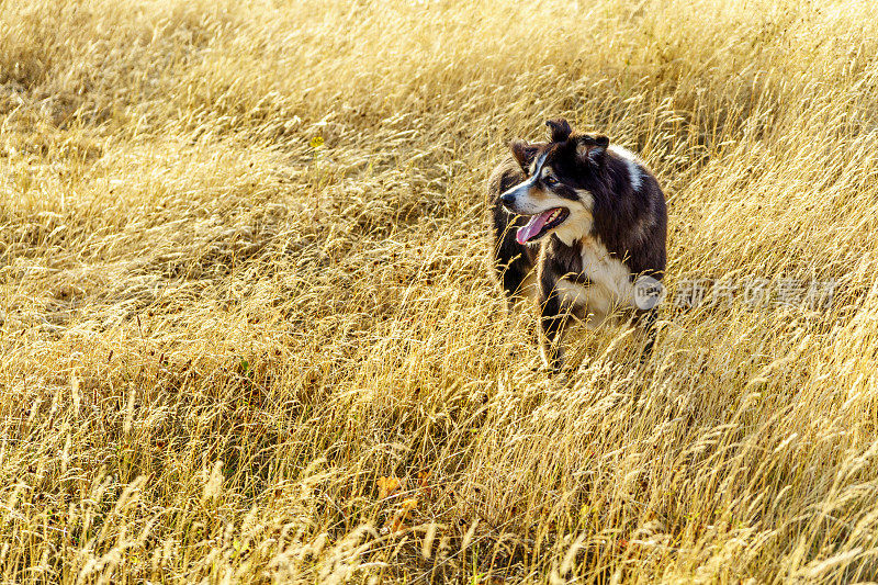 边境牧羊犬在金色的草地上奔跑