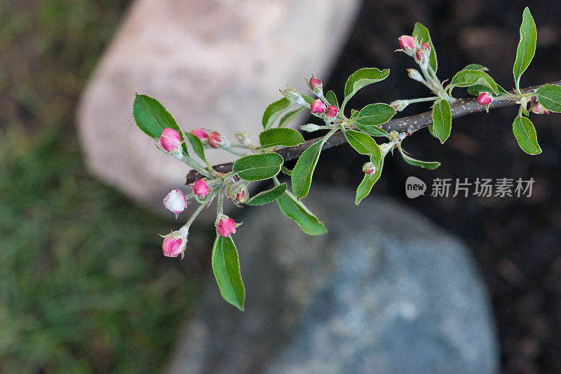 矮苹果树金香盛开在家庭花园在安大略省，加拿大