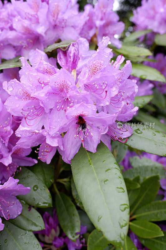 雨后的杜鹃花五彩缤纷