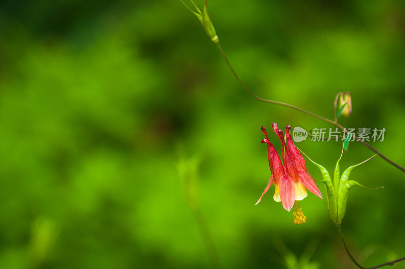 单花耧斗菜