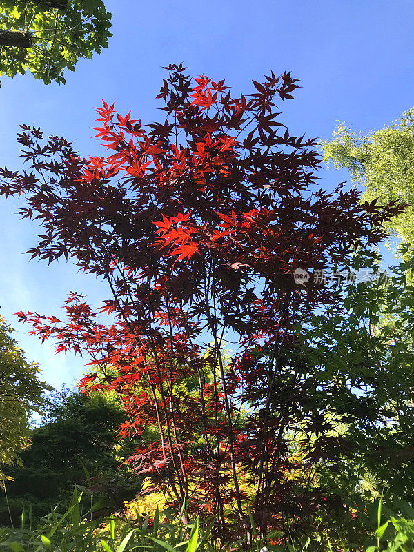 春天的日本枫树的形象，棕榈槭品种，红色的atropurpureum，紫色，黄色和绿色的叶子，样品枫树盆景树与树叶的对比，就像花在日本园林