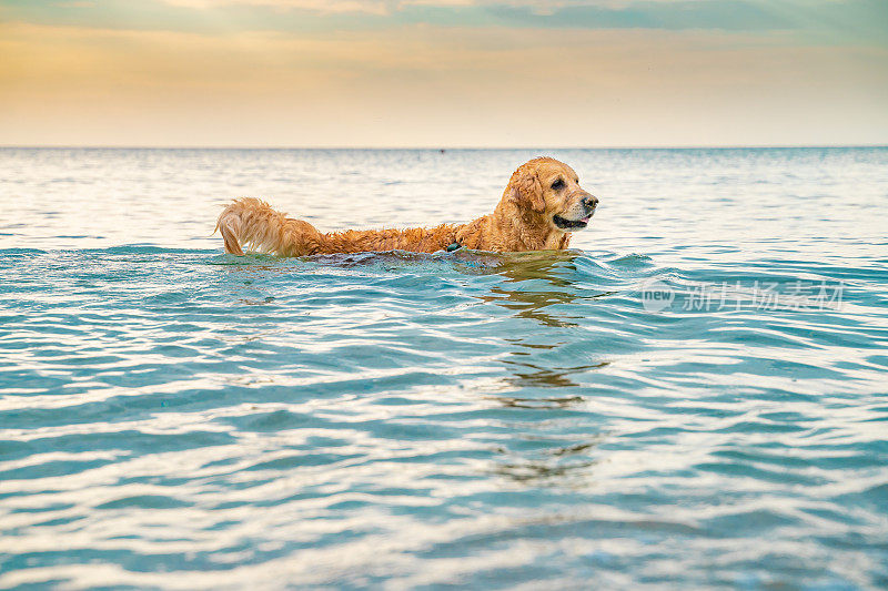 日出时，金毛猎犬在海水中游泳嬉戏