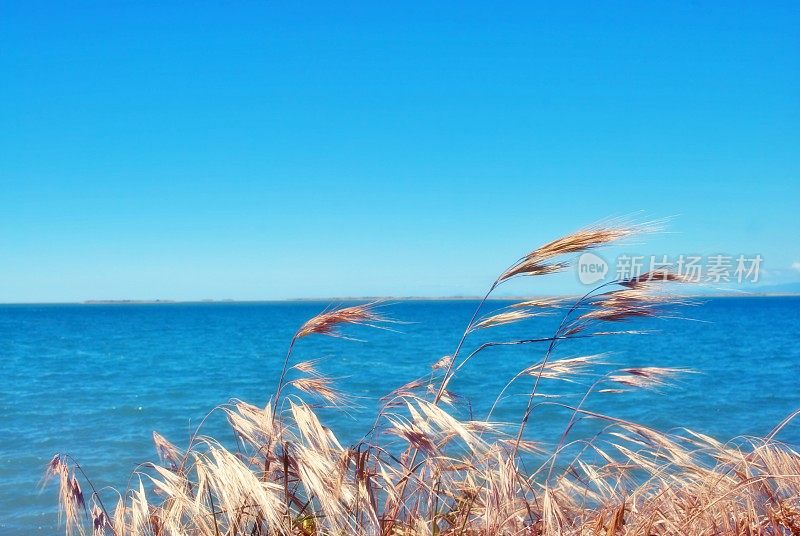 马兰草海景背景