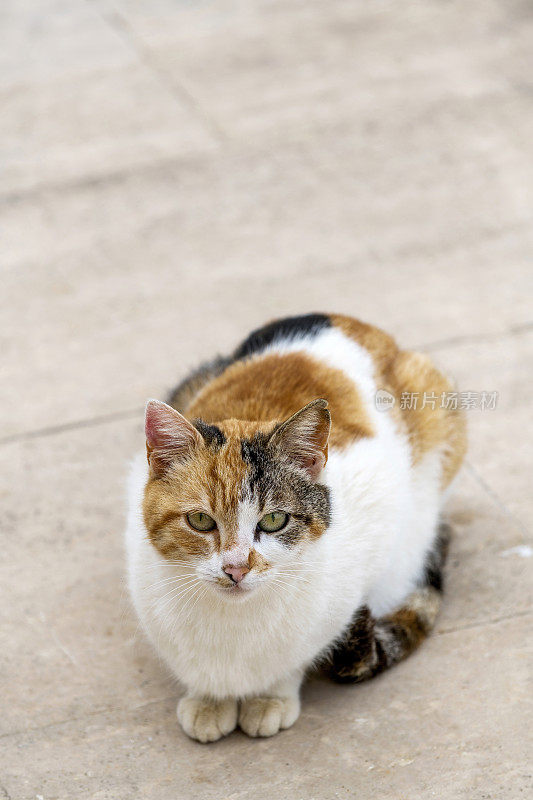 三色可爱的流浪猫正坐在地板上