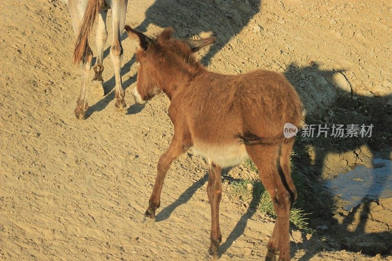 野生驴在自然保护区