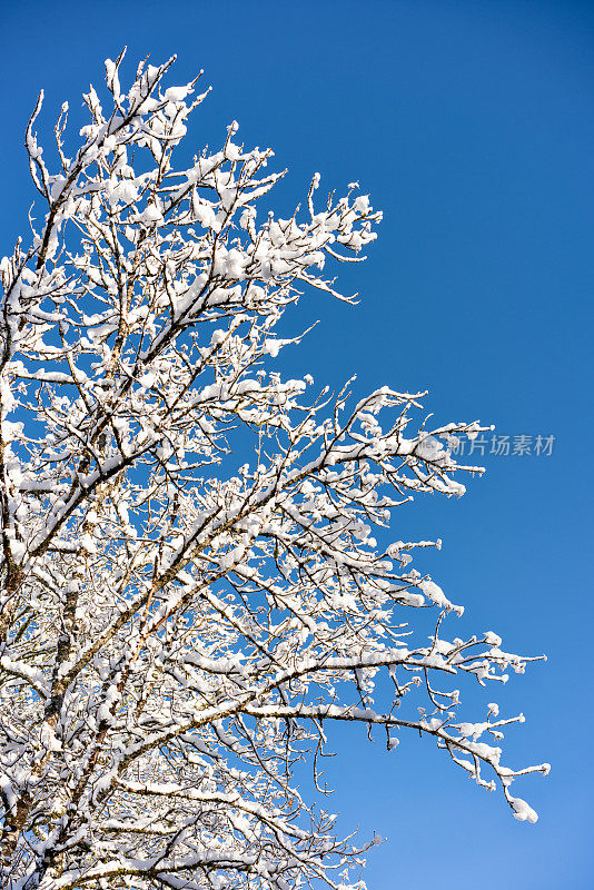 湛蓝的天空下，一棵光秃秃的树上刚下过雪