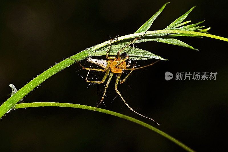 蜘蛛合上绿叶。