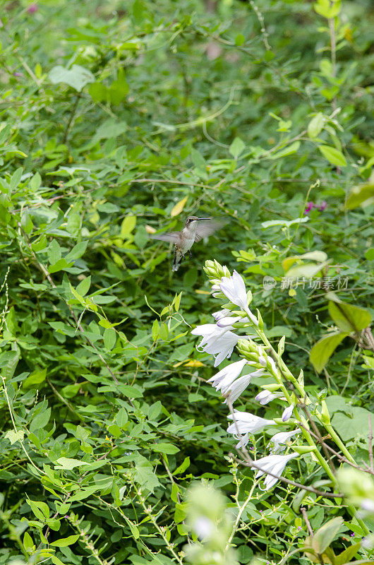 从热带植物中获取花蜜的蜂鸟