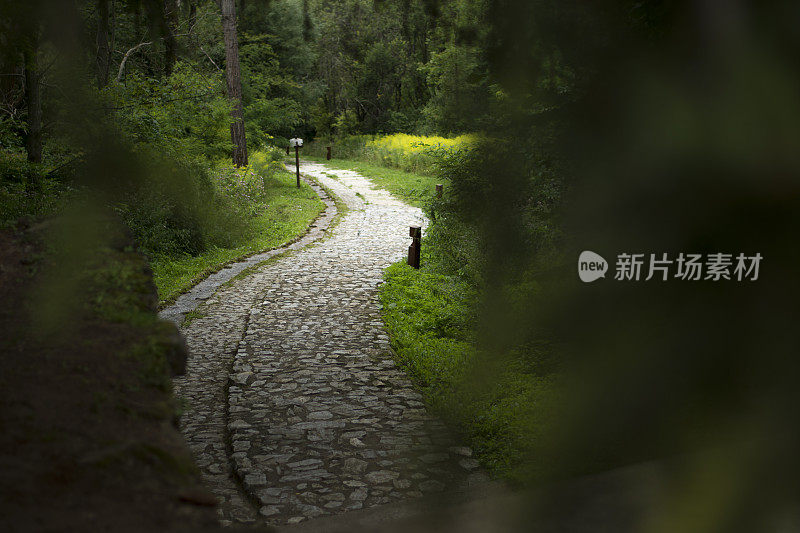 夏天森林里蜿蜒的鹅卵石路