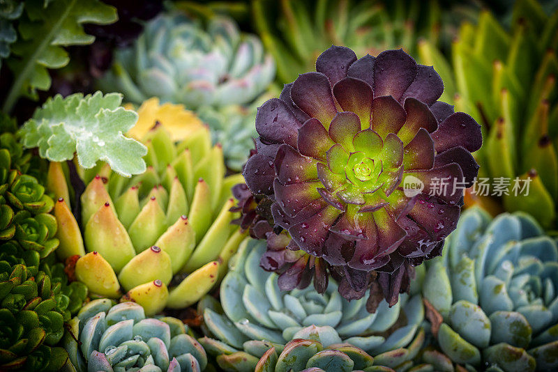 美妙的肉质植物花圃