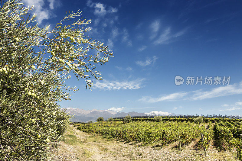 阿根廷门多萨的葡萄园，橄榄枝与水果的背景。