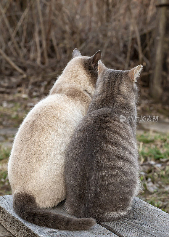 春天的傍晚，在乡村里，两只可爱的猫坐在一张木凳上，背对着灌木丛。爱和友谊宠物。