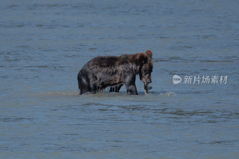 阿拉斯加海岸的棕熊捕鱼