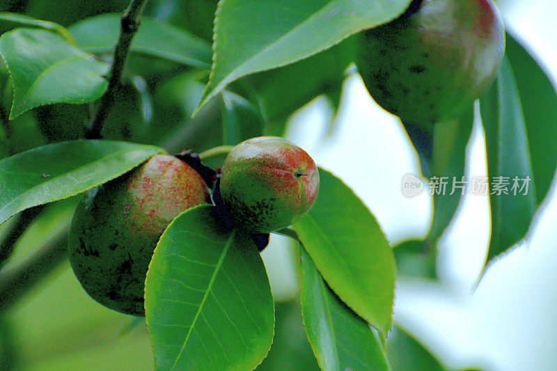 日本茶花的果实