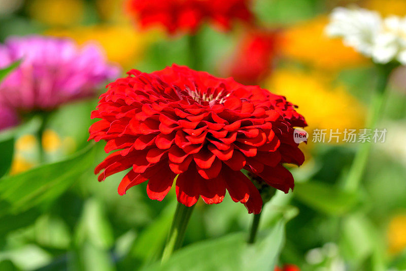 Zinnia花