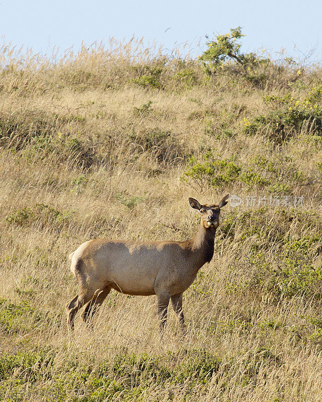 雷伊斯角国家保护区的一只图里麋鹿