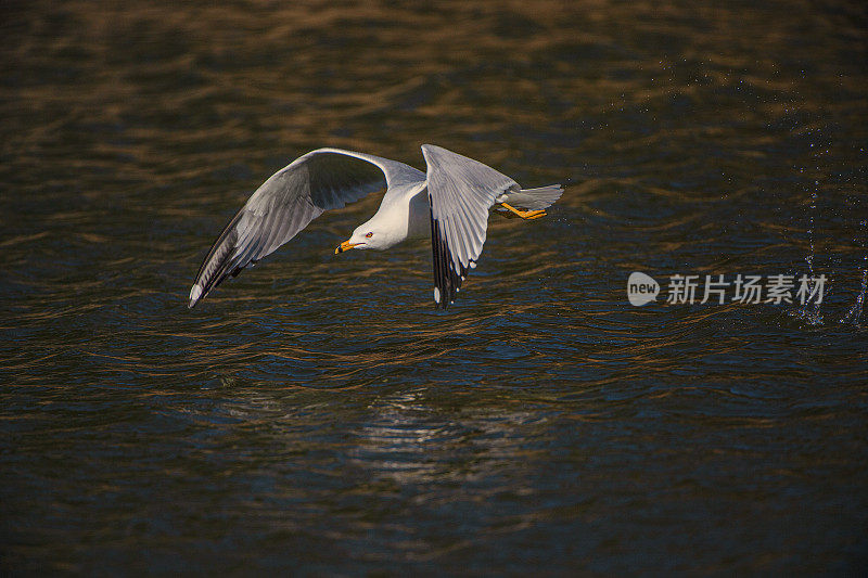 环嘴鸥钓鱼