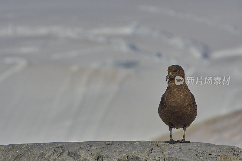野生棕色贼鸥在壮观的风景南极半岛在大的南大洋