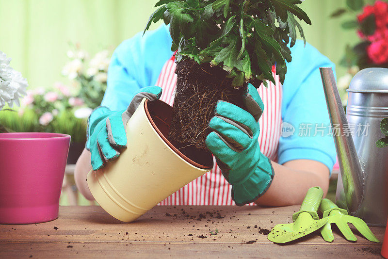 女人的手在盆栽一些植物