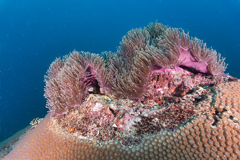 珊瑚礁地盘之战与化学战争争夺空间