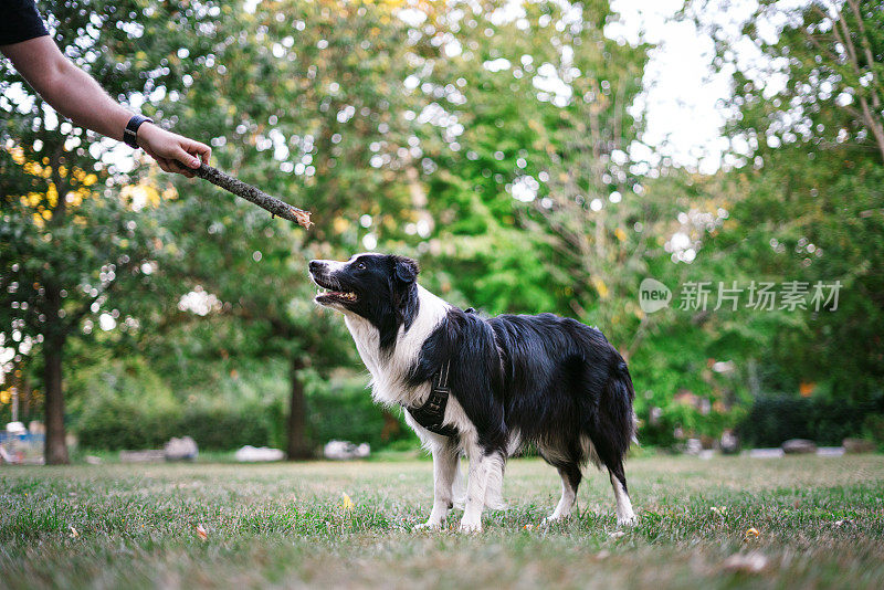 边境牧羊犬在玩棍子