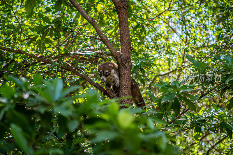 墨西哥的野生长鼻浣熊