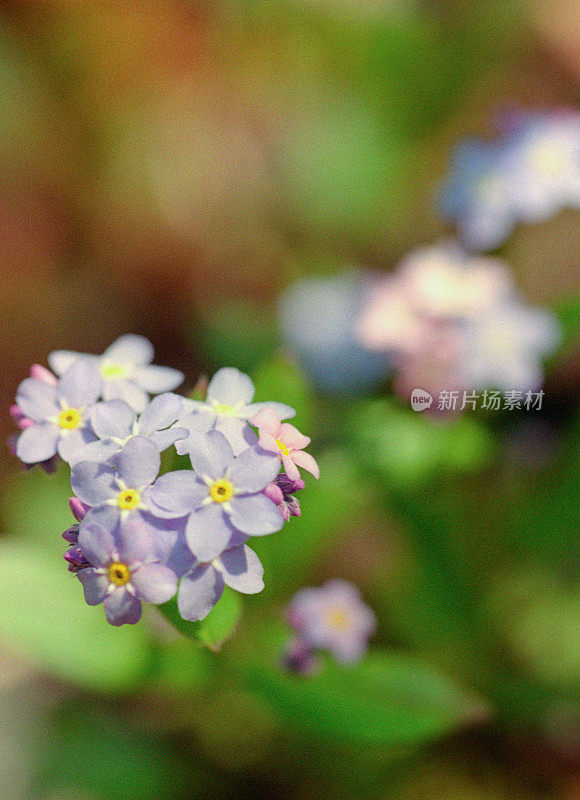 野生肌炎，勿忘我花