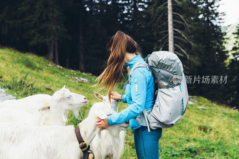 在瑞士阿尔卑斯山徒步旅行和爱抚山羊的背包女