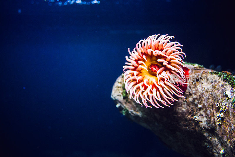 水族馆里的热带珊瑚