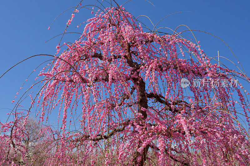 粉白垂梅花盛开在索加贝修梅花林中