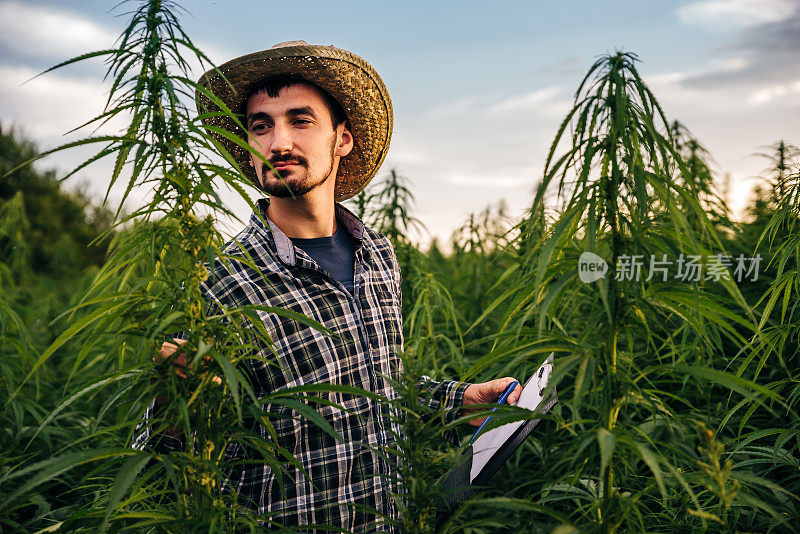 日落时分，男性科学家站在医用大麻地里