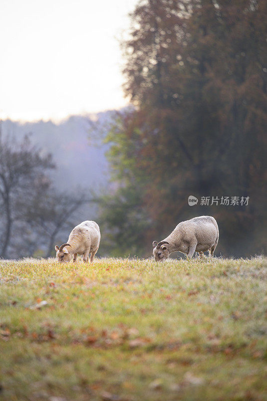 科茨沃尔德绵羊在秋天的草地上吃草，模糊的前景是秋天的落叶。大量的copy-space。