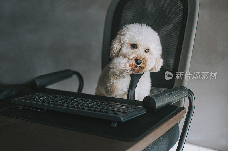 一只玩具贵宾犬在家里在台式电脑和电脑键盘前工作